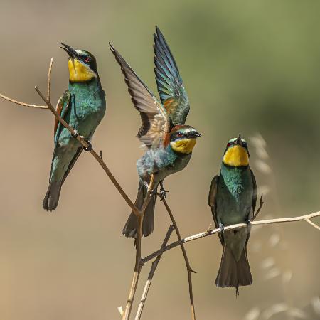 Bee-eaters