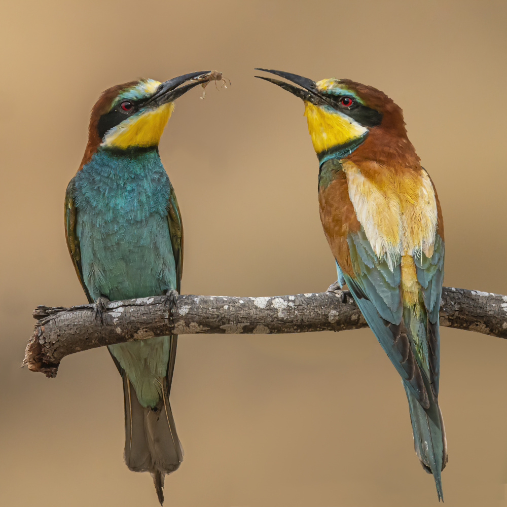 Bee-eaters von Boris Lichtman