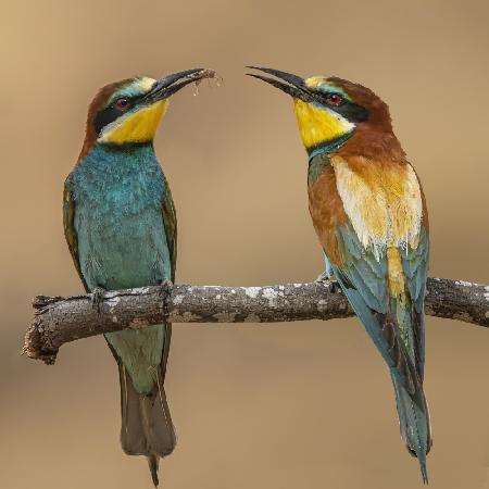 Bee-eaters