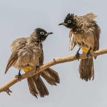 Mischievous birds