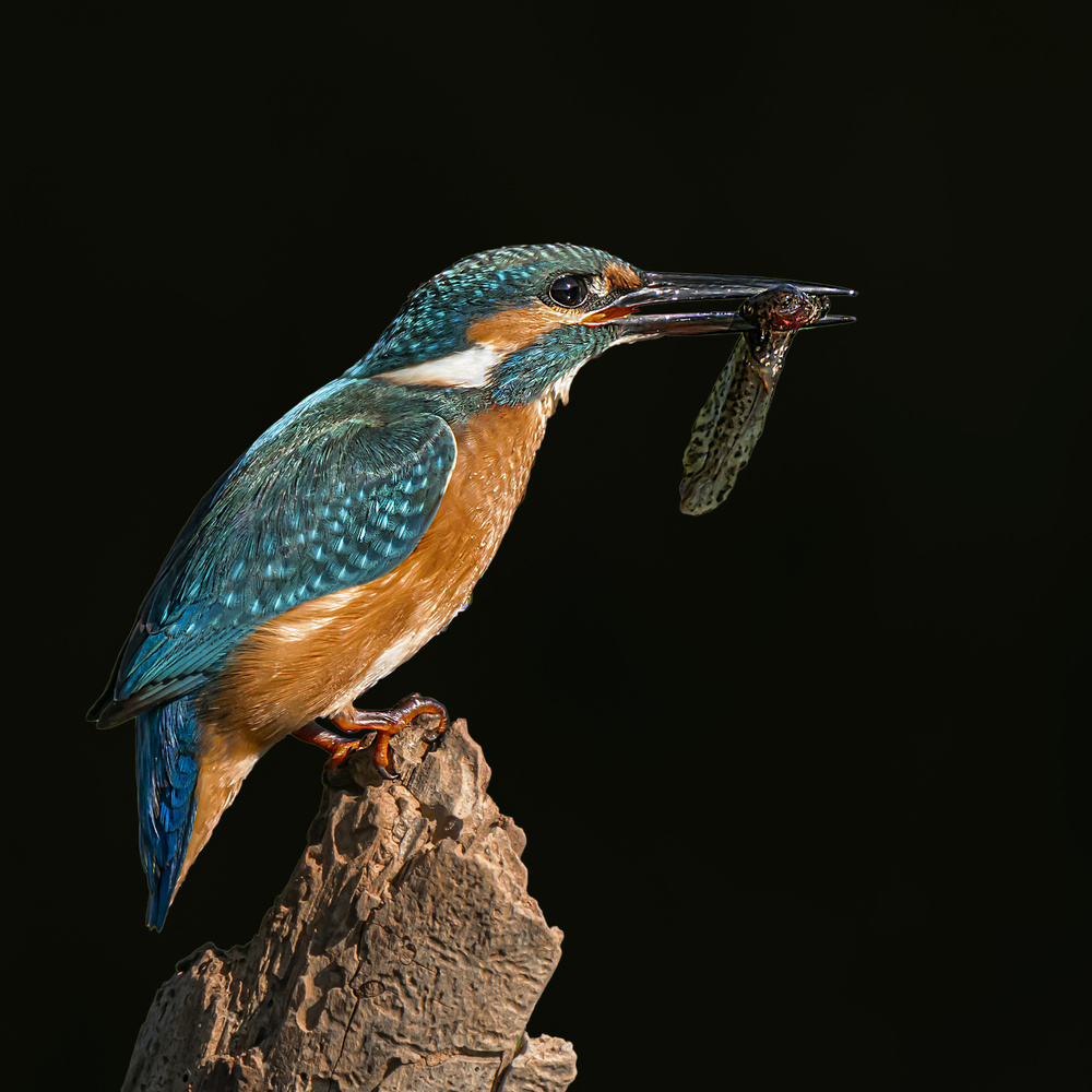 Kingfisher von Boris Lichtman