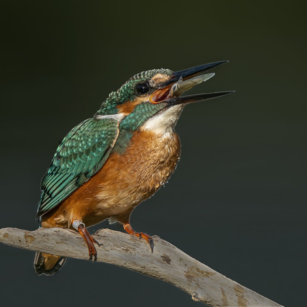 Kingfisher von Boris Lichtman