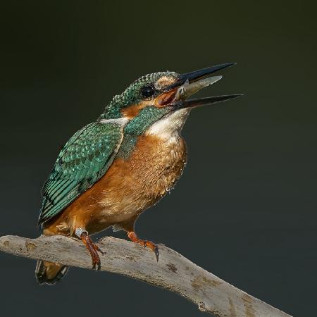 Kingfisher