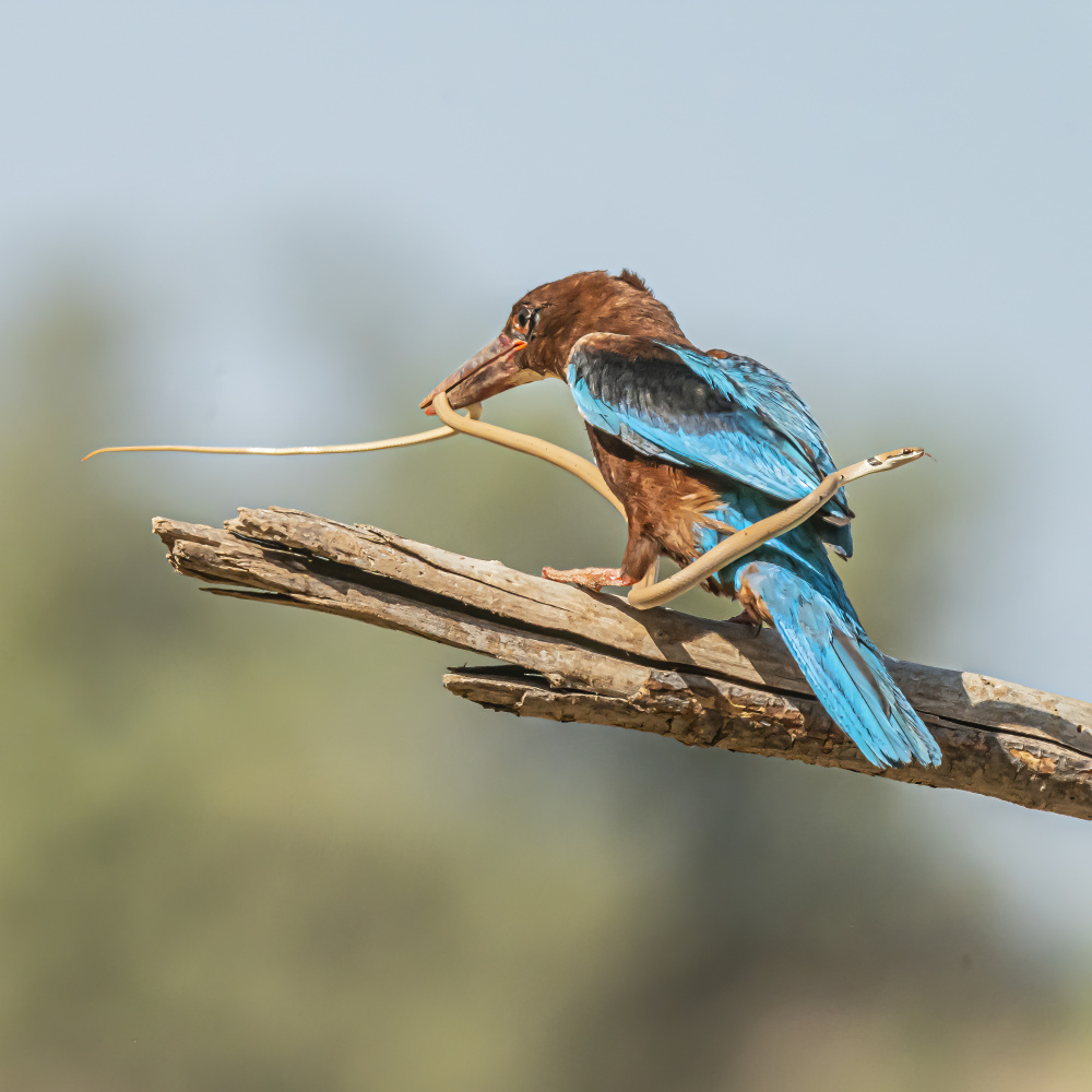 Kingfisher von Boris Lichtman