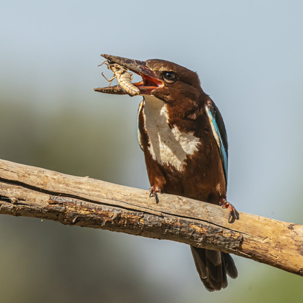 Kingfisher von Boris Lichtman