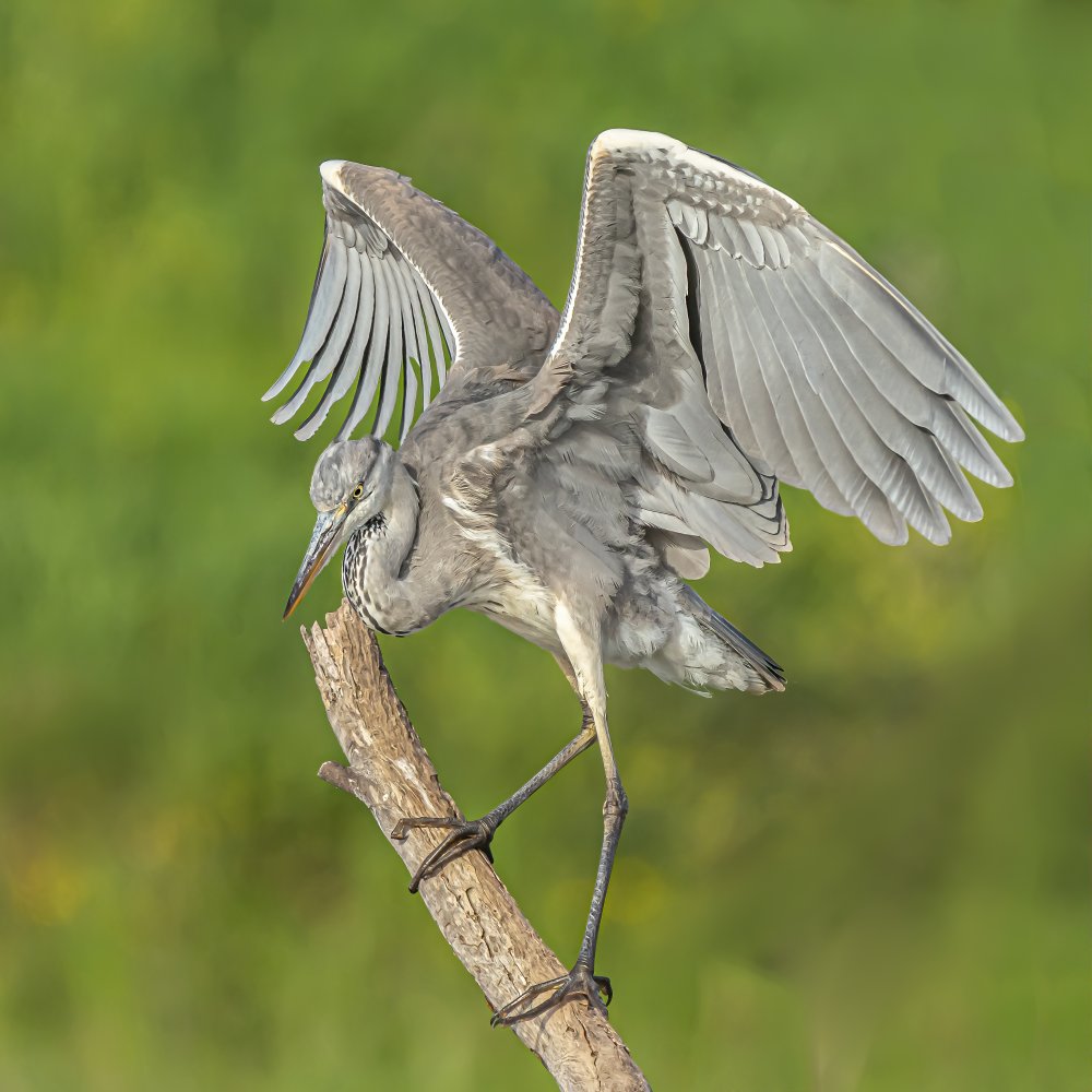 Grey heron von Boris Lichtman