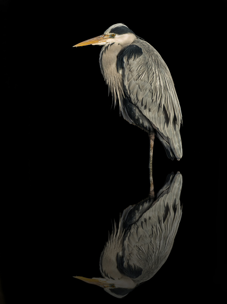 Grey heron in the dark von Boris Lichtman