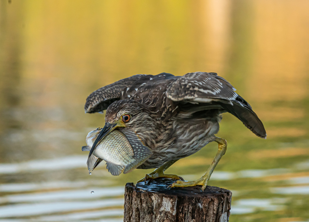 Big catch von Boris Lichtman