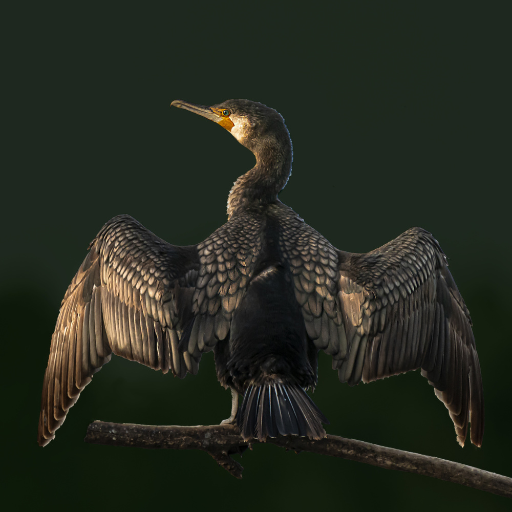 Cormorant von Boris Lichtman