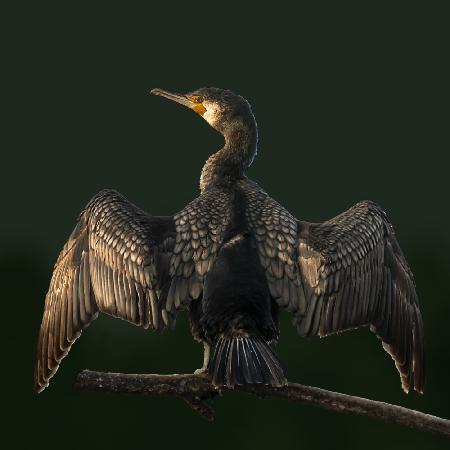 Cormorant