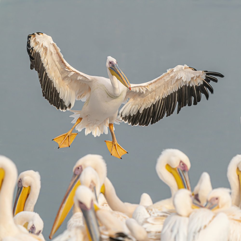 Pelicans von Boris Lichtman