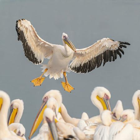 Pelicans