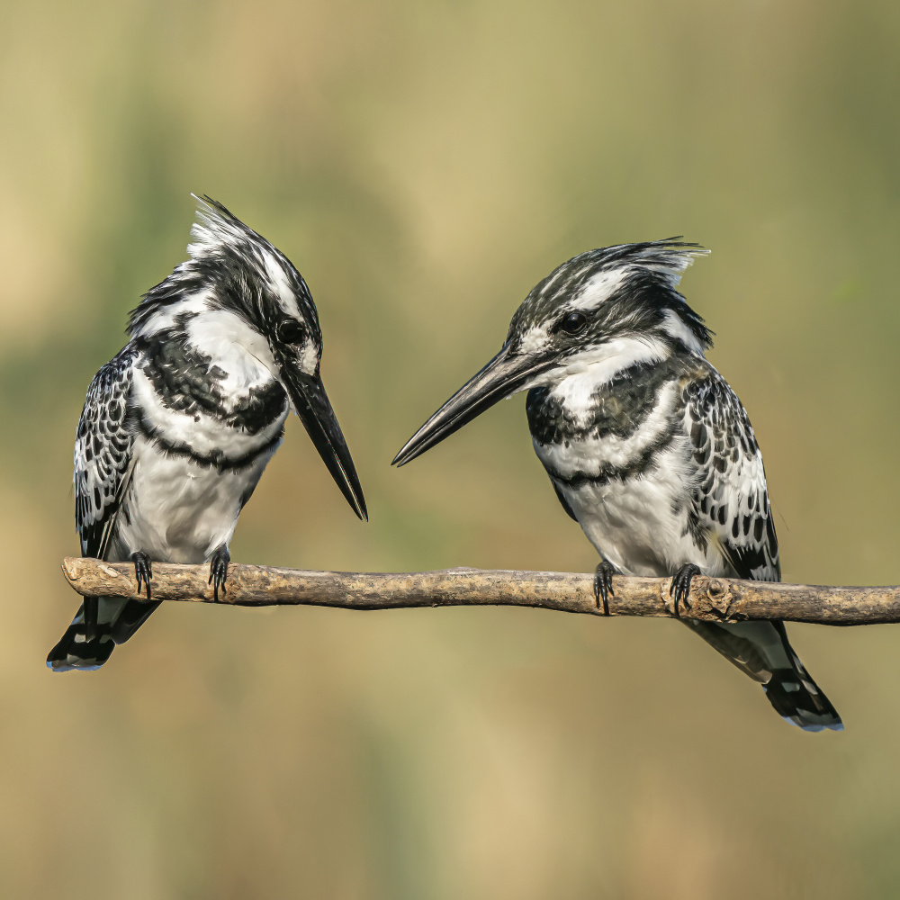 Pied kingfishers von Boris Lichtman