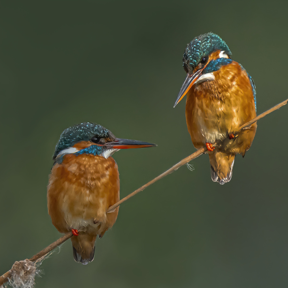 Cute duo von Boris Lichtman