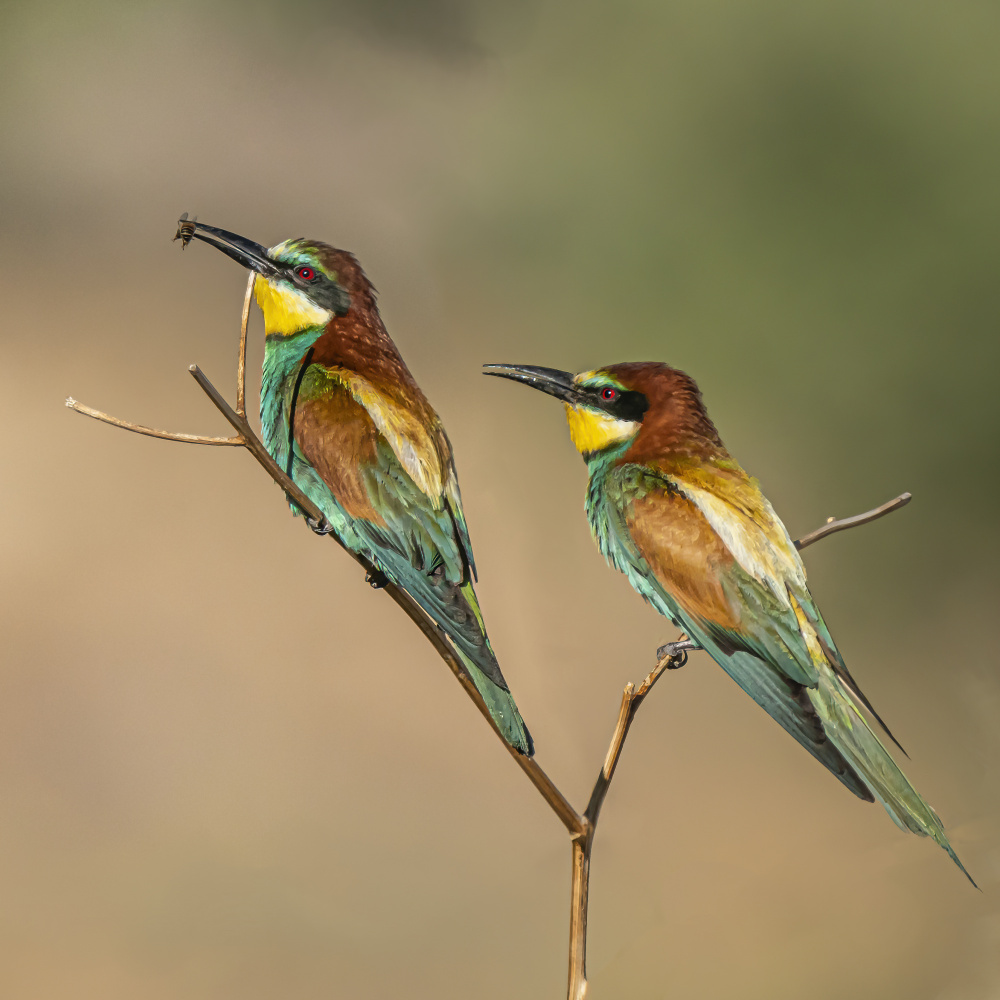 Cute duo von Boris Lichtman