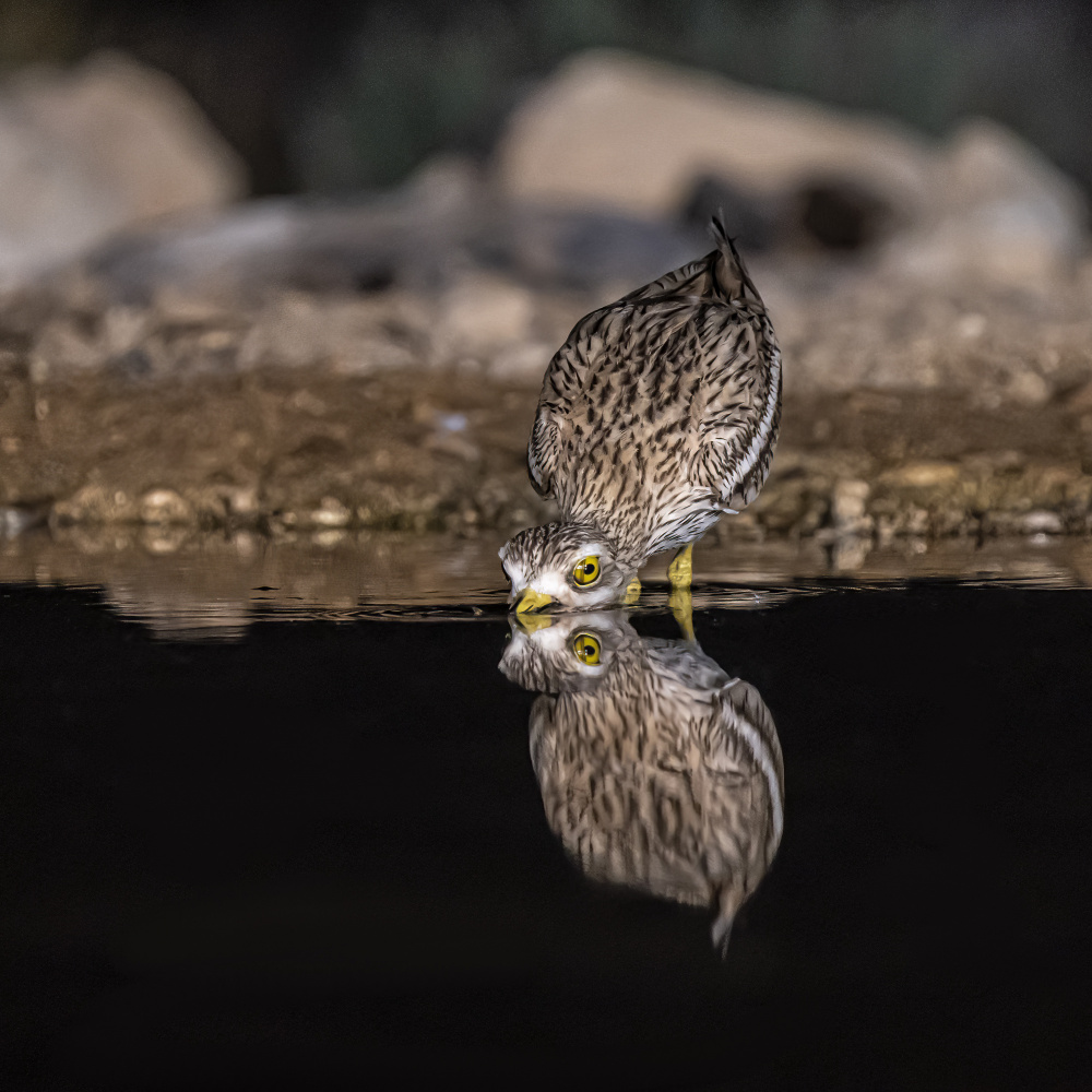 Drinking bird von Boris Lichtman