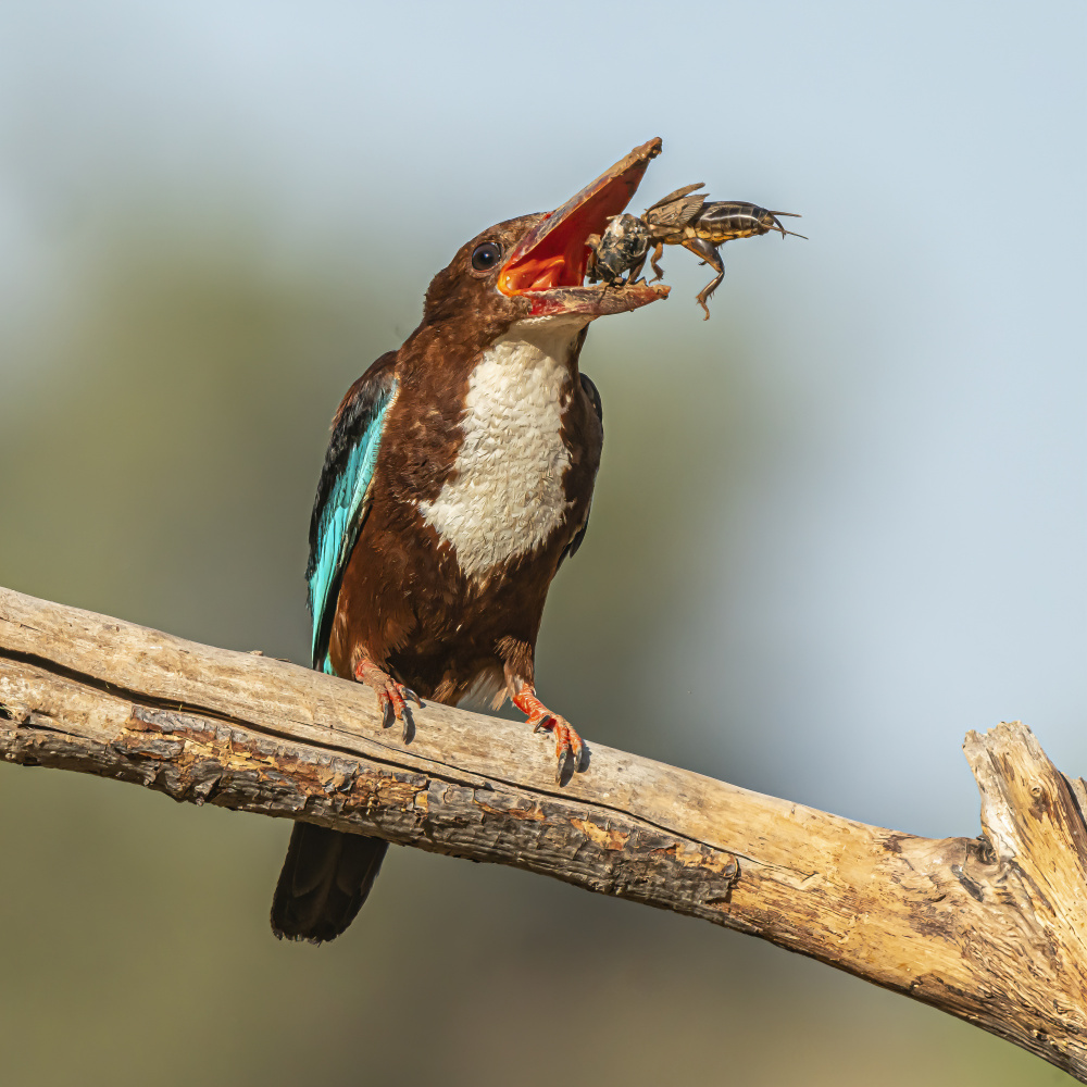 White-throated kingfisher von Boris Lichtman