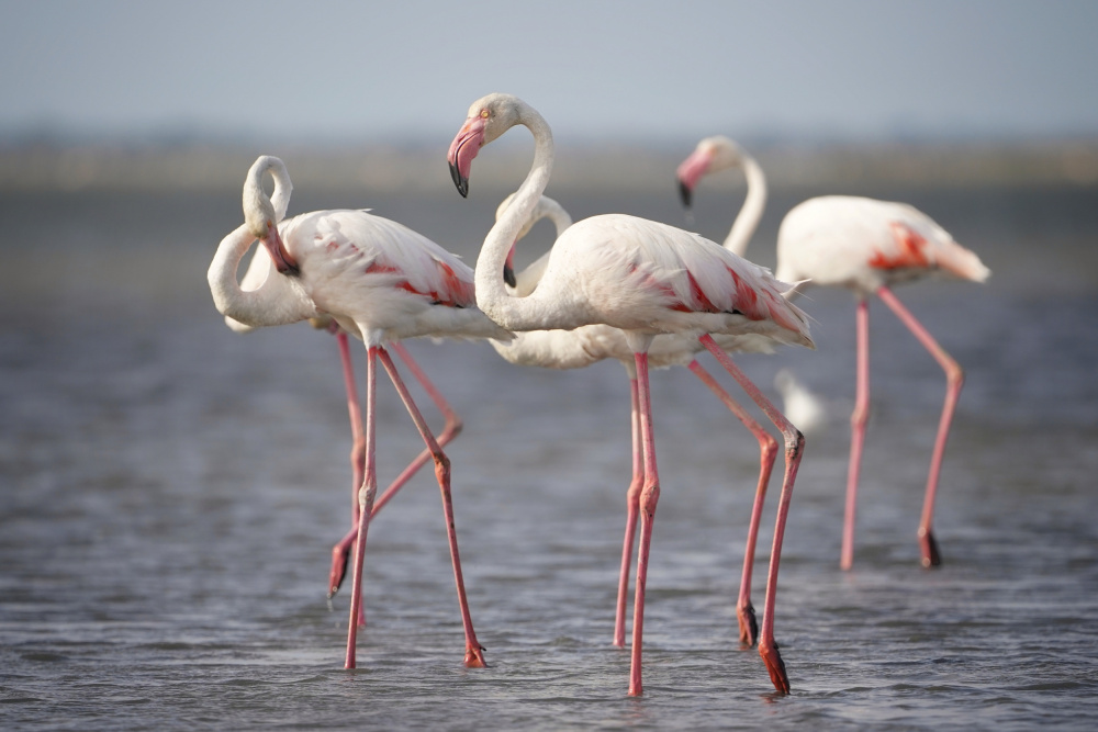 Flamingos from Provence von Boštjan Hribar