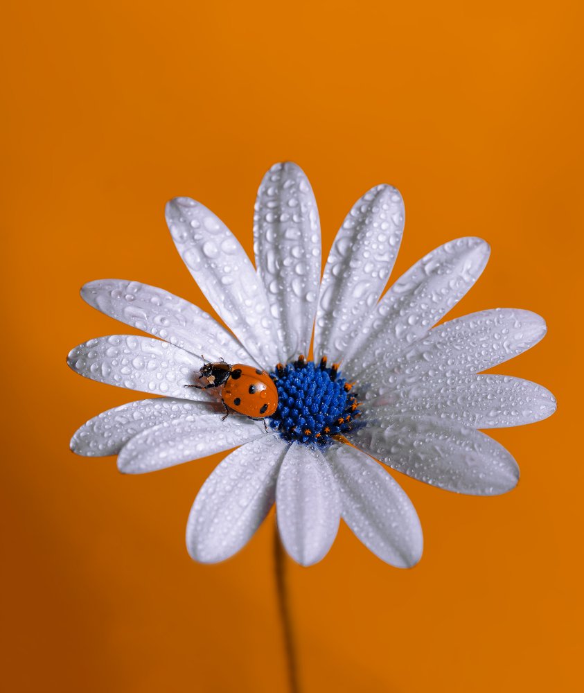 Ladybug von Boutaiba Naoui