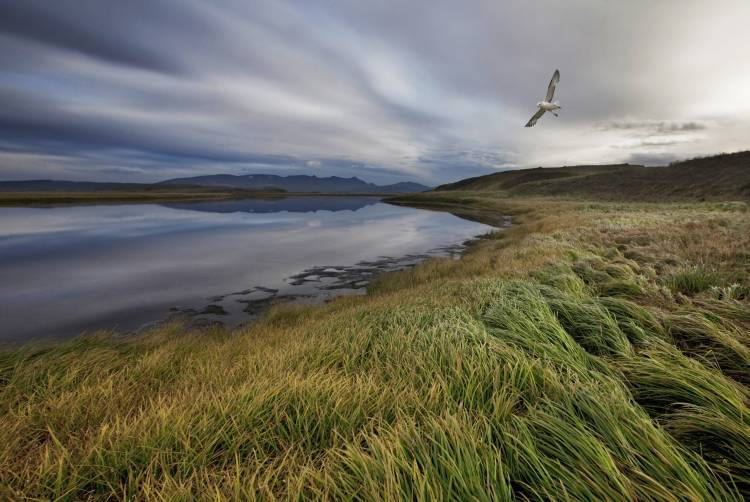 Stillness von Bragi Ingibergsson