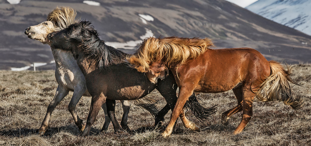 Action von Bragi Ingibergsson - BRIN