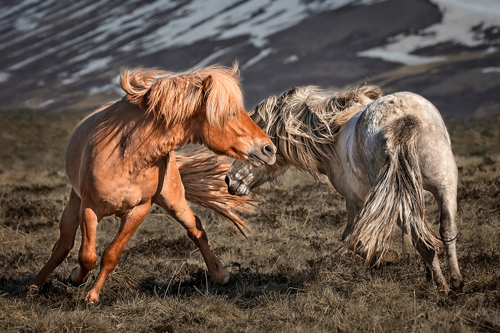 The Right Move von Bragi Ingibergsson - BRIN