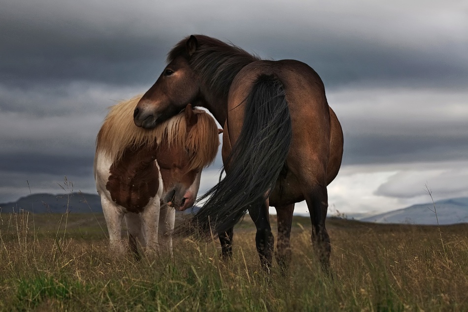 Friendly Protection von Bragi Ingibergsson - BRIN