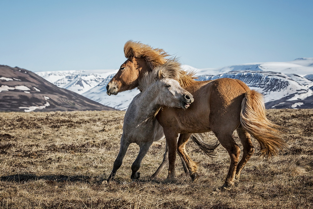 Spring Break von Bragi Ingibergsson - BRIN