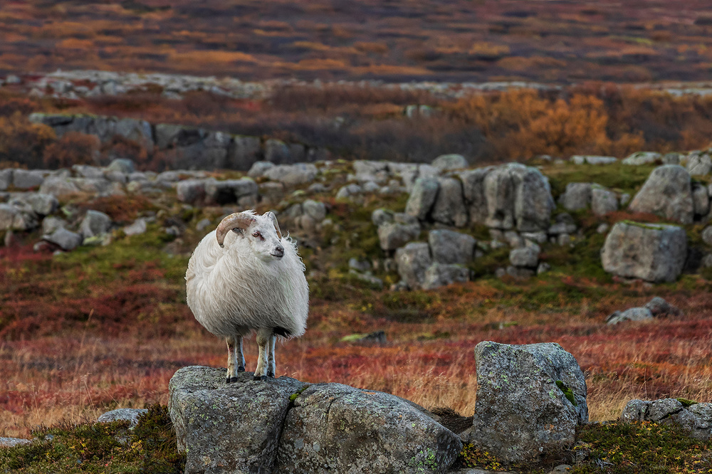 Waiting for the Winter von Bragi Ingibergsson - BRIN