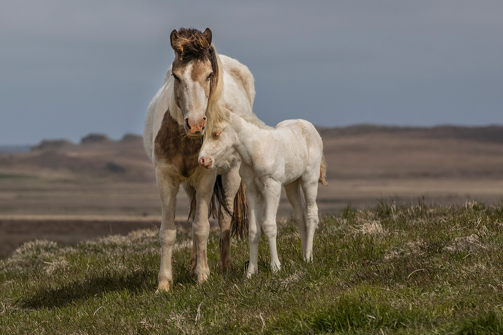 Together von Bragi Ingibergsson - BRIN