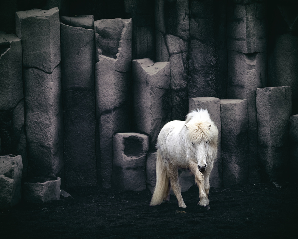 Icelandic horse von Bragi Kort