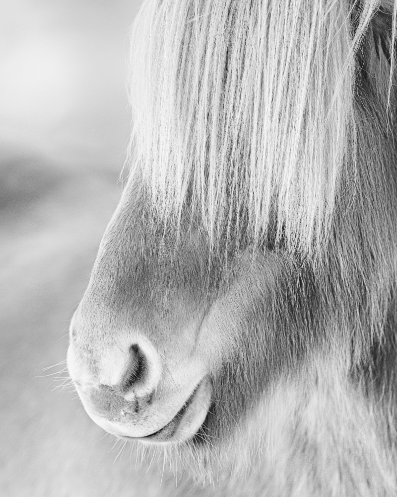 Icelandic horse in winter fur von Bragi Kort