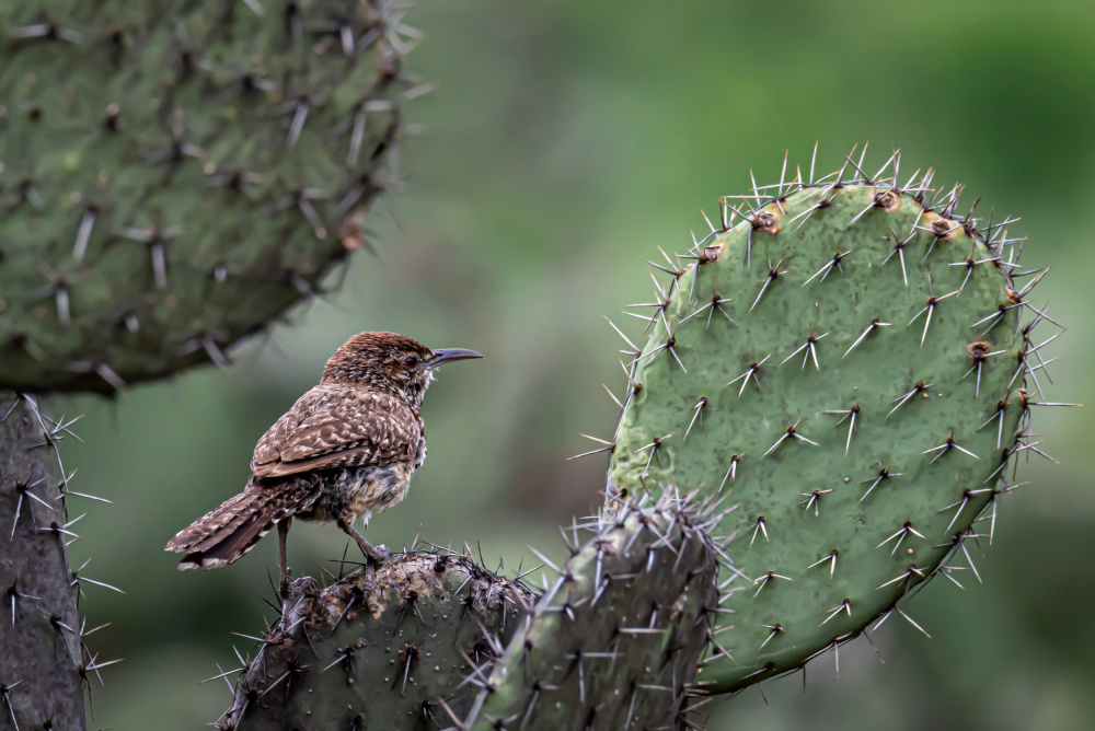 Cactus Wren on Cactus von Brandon Gregorius