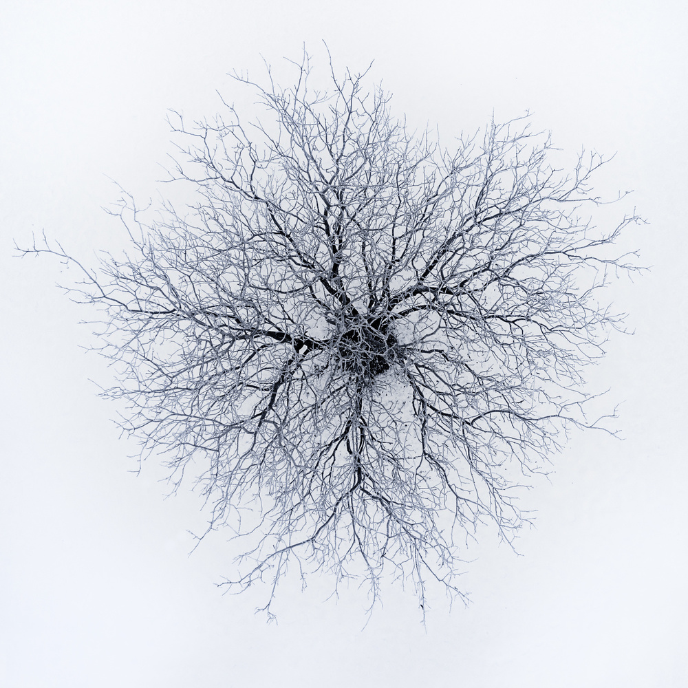 Dendrites von Branko Markovic