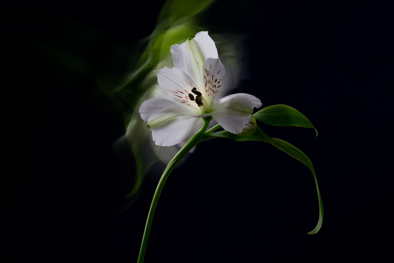 Magic Flowers 1 von Anke Brehm