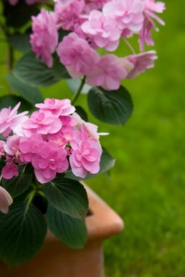 Hydrangea von Brigitte Götz