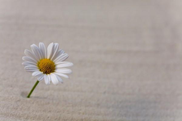 einsames Blümchen von Brigitte Götz