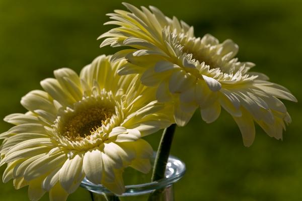 gelbe Gerbera von Brigitte Götz