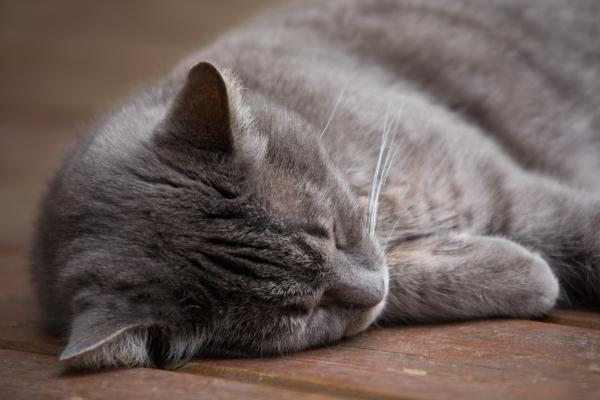 schlafende Katze von Brigitte Götz