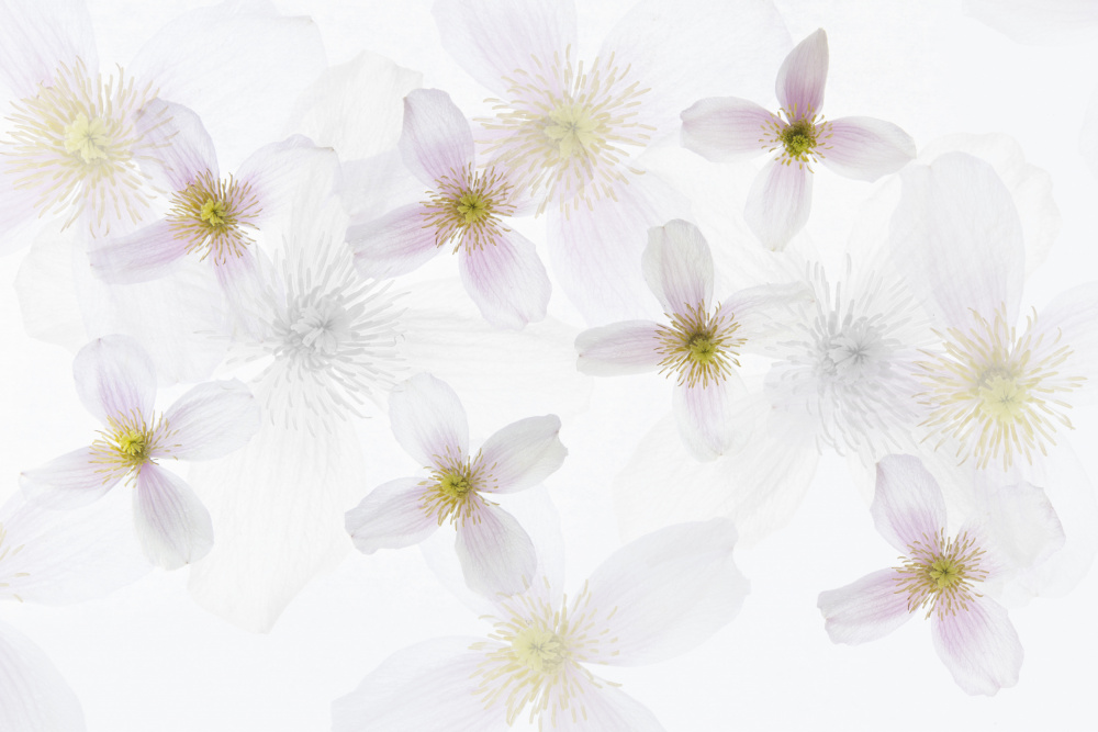 Clematis Art von brigitte van krimpen