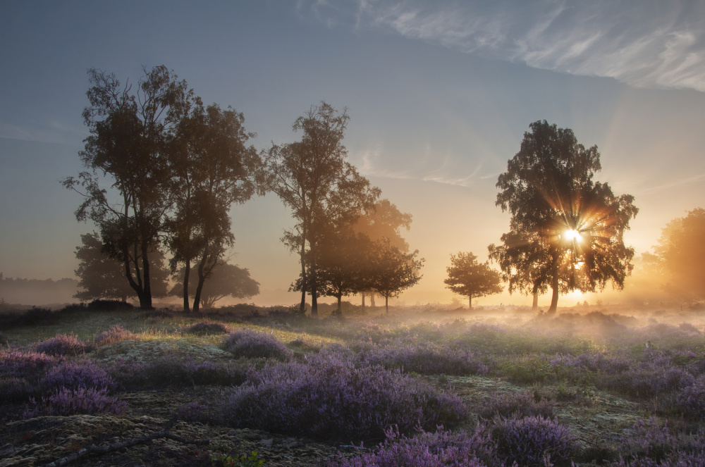 Morning breeze von brigitte van krimpen