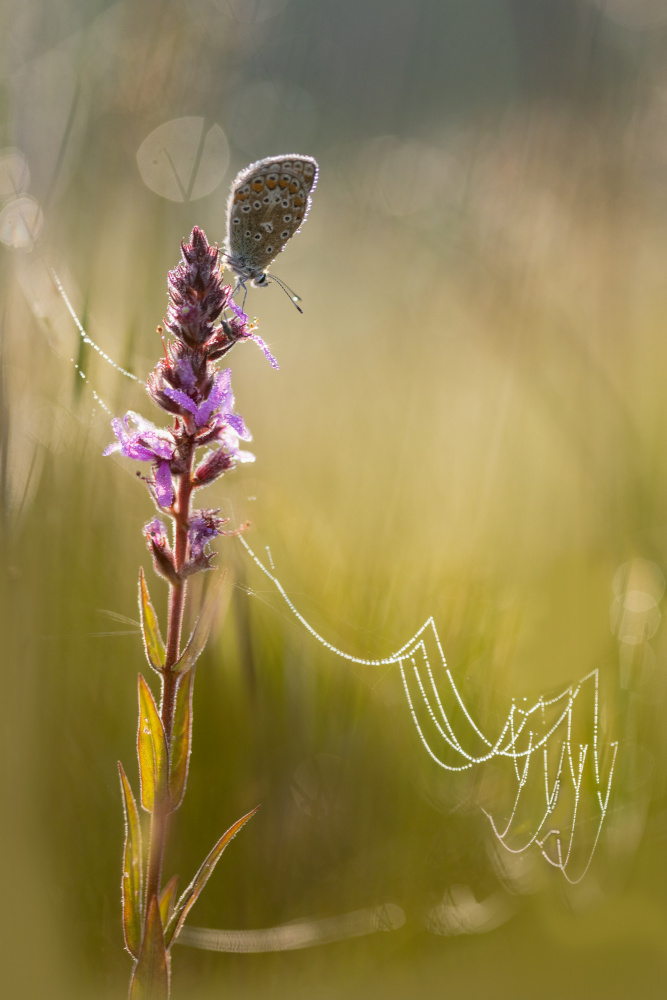 Morning dew von brigitte van krimpen