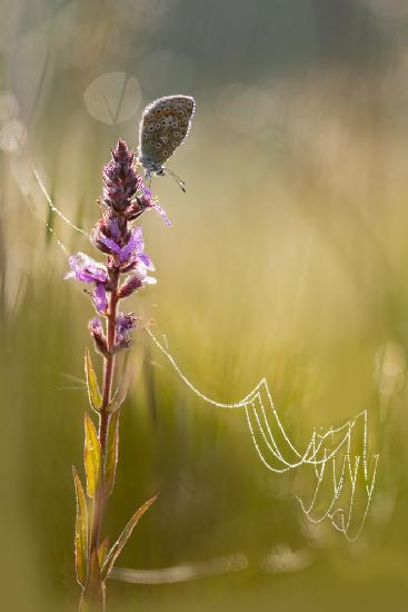 Morning dew