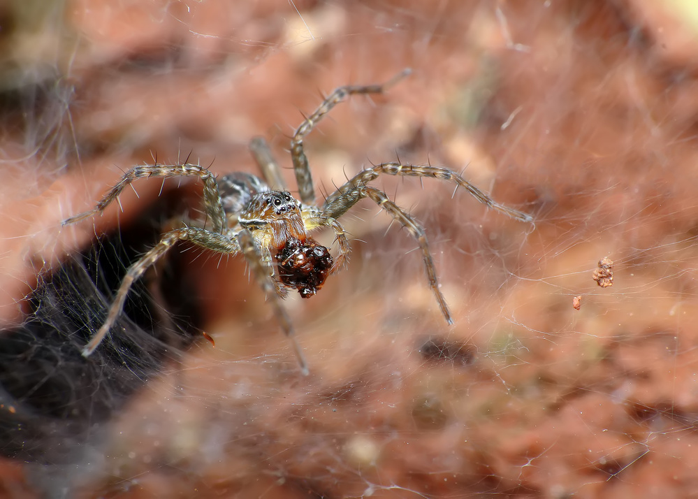 Got the prey von Brizadly Arifin