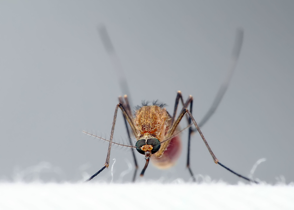 Mosquito von Brizadly Arifin