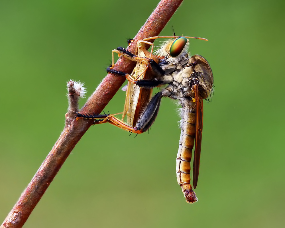 Wildlife von Brizadly Arifin