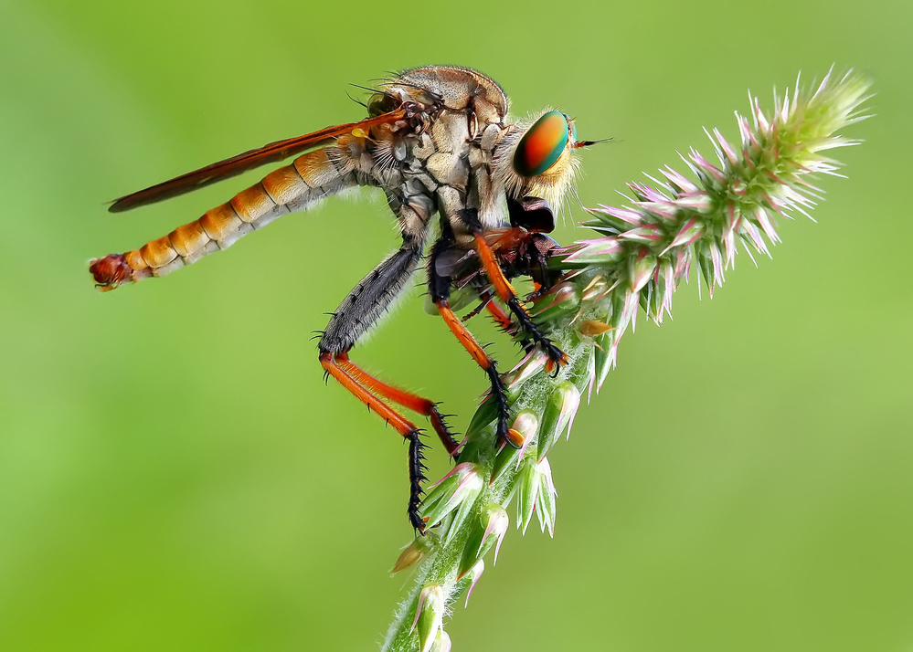 Wildlife von Brizadly Arifin