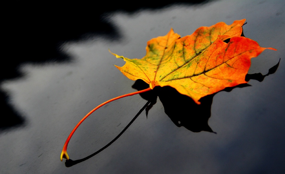 Maple leaf von Bror Johansson