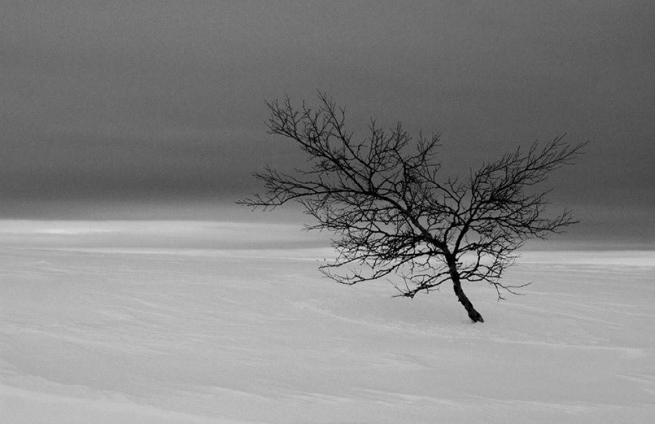 Lonely tree von Bror Johansson