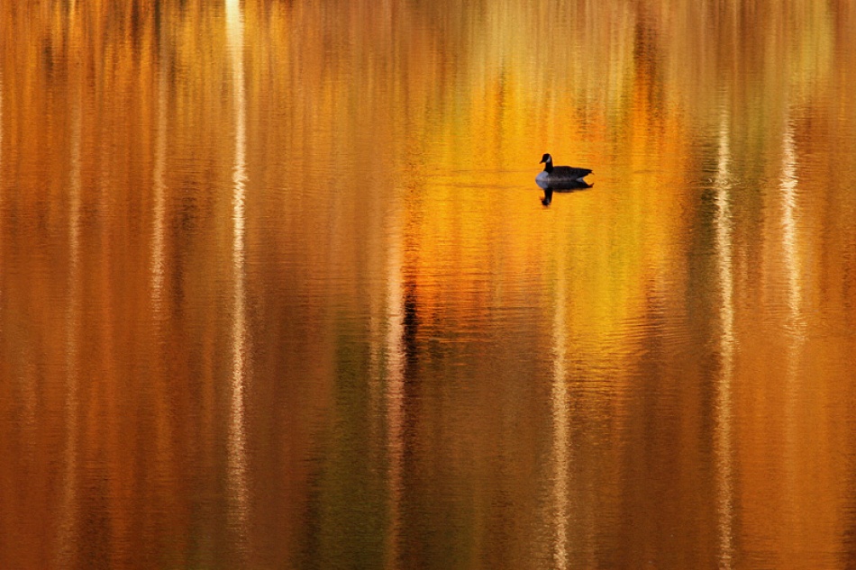 Goose von Bror Johansson